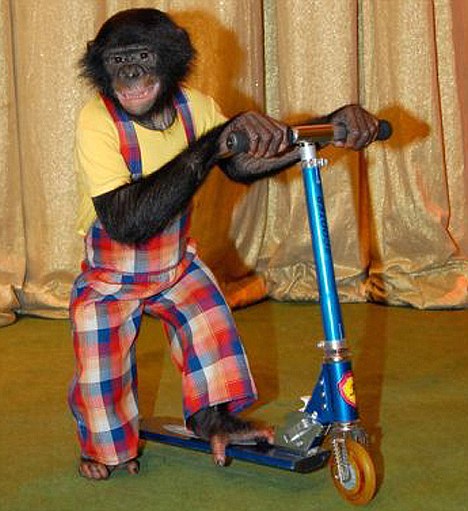 Lusha the monkey in her stage act for a Moscow circus called Grandpa Durov's Corner.